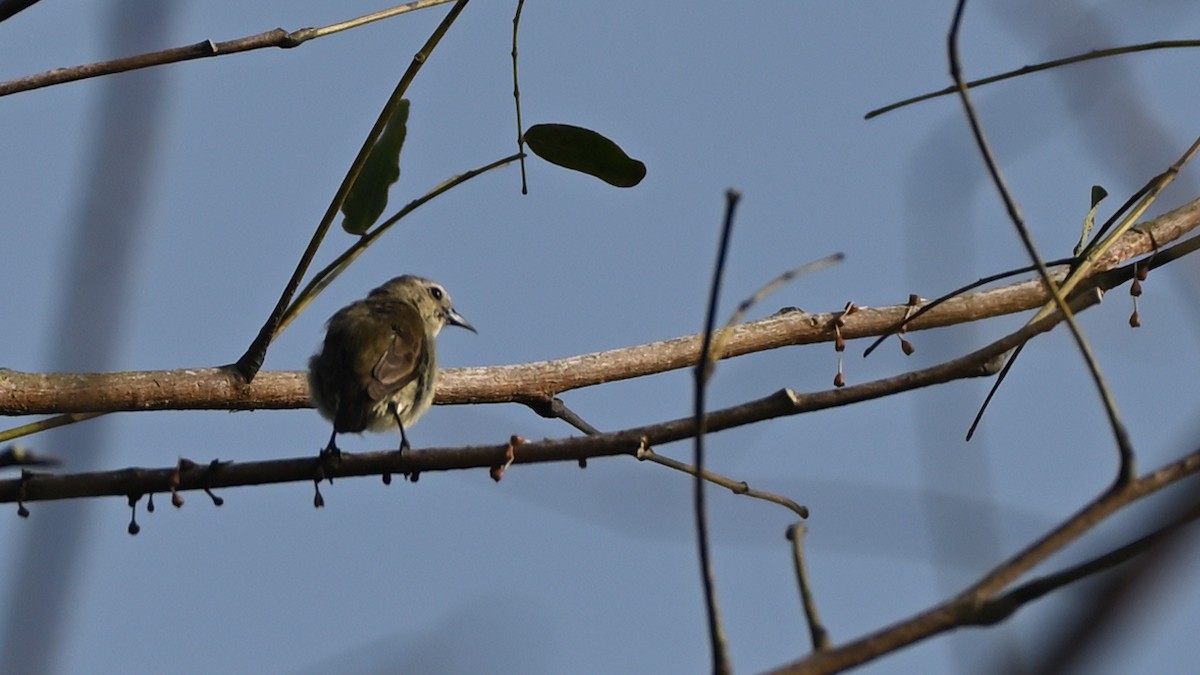 Nilgiri Flowerpecker - ML615167507