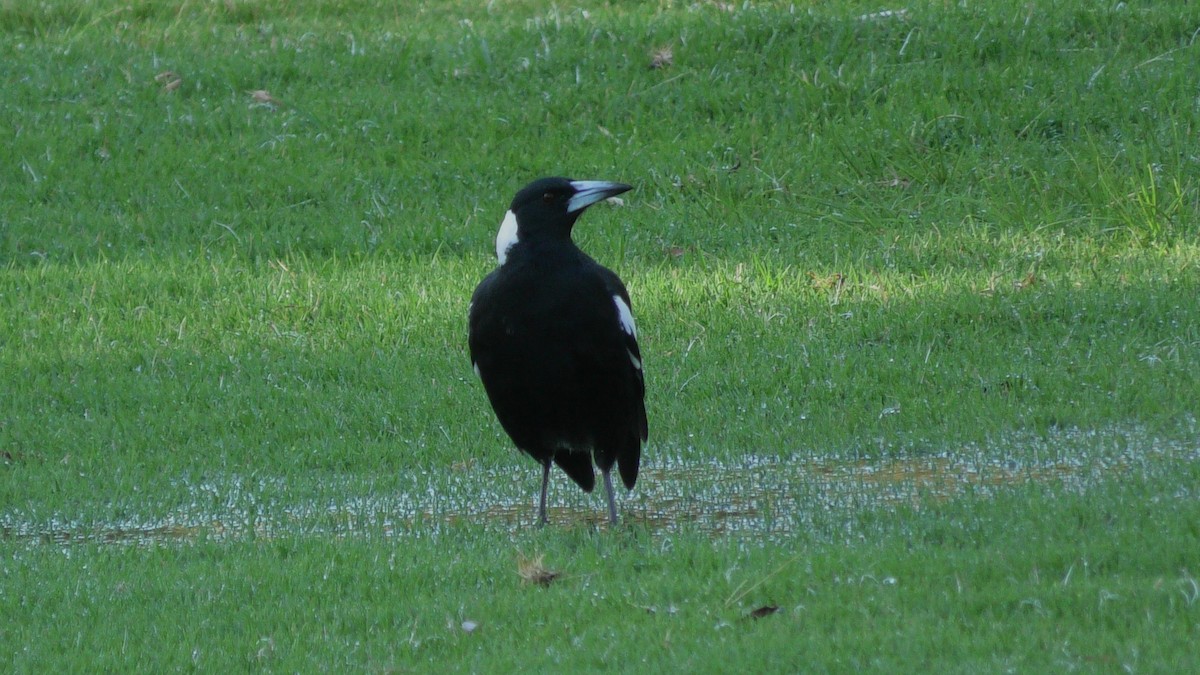 Australian Magpie (Black-backed) - ML615167520