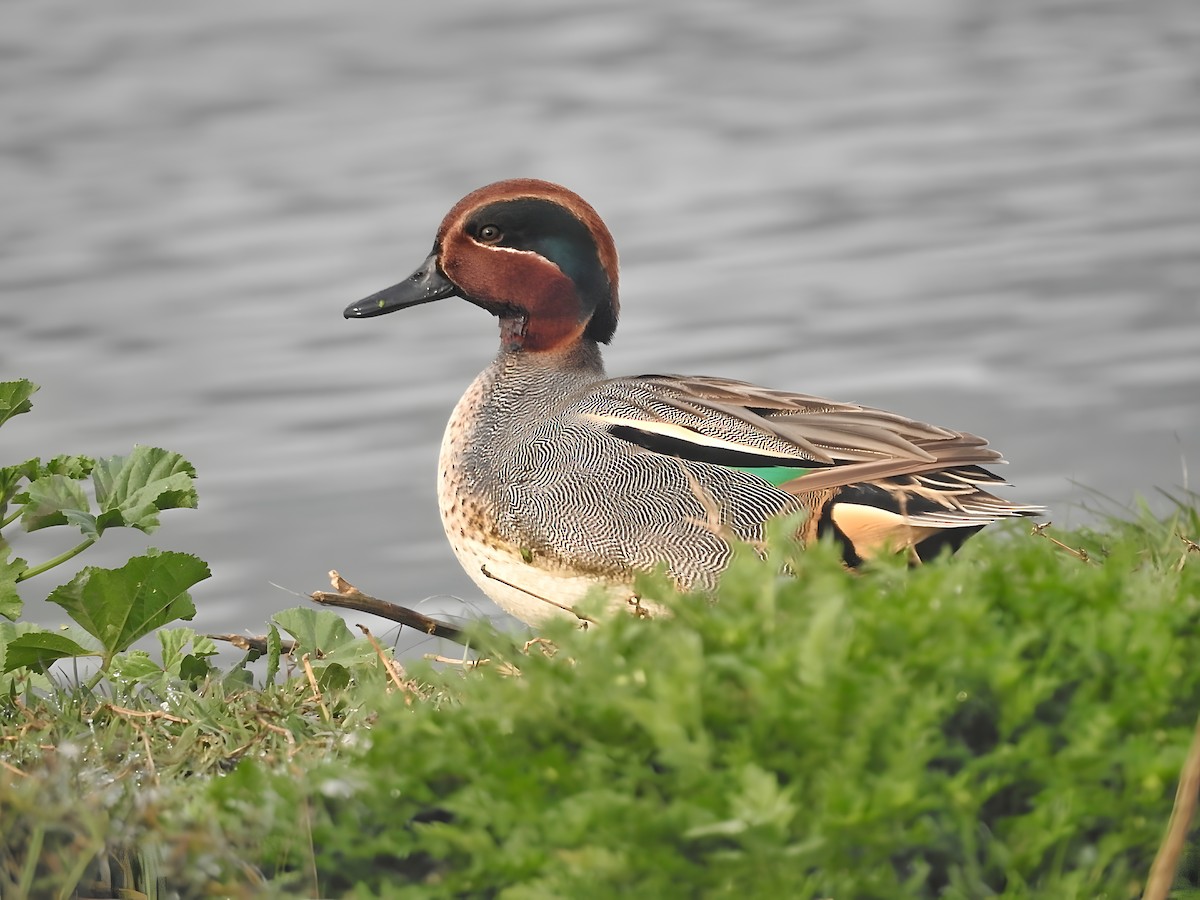 Green-winged Teal - ML615167531