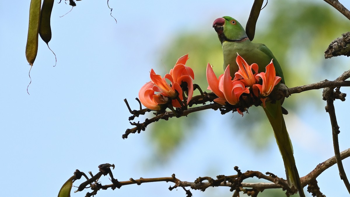 Rose-ringed Parakeet - Arjun  Dev