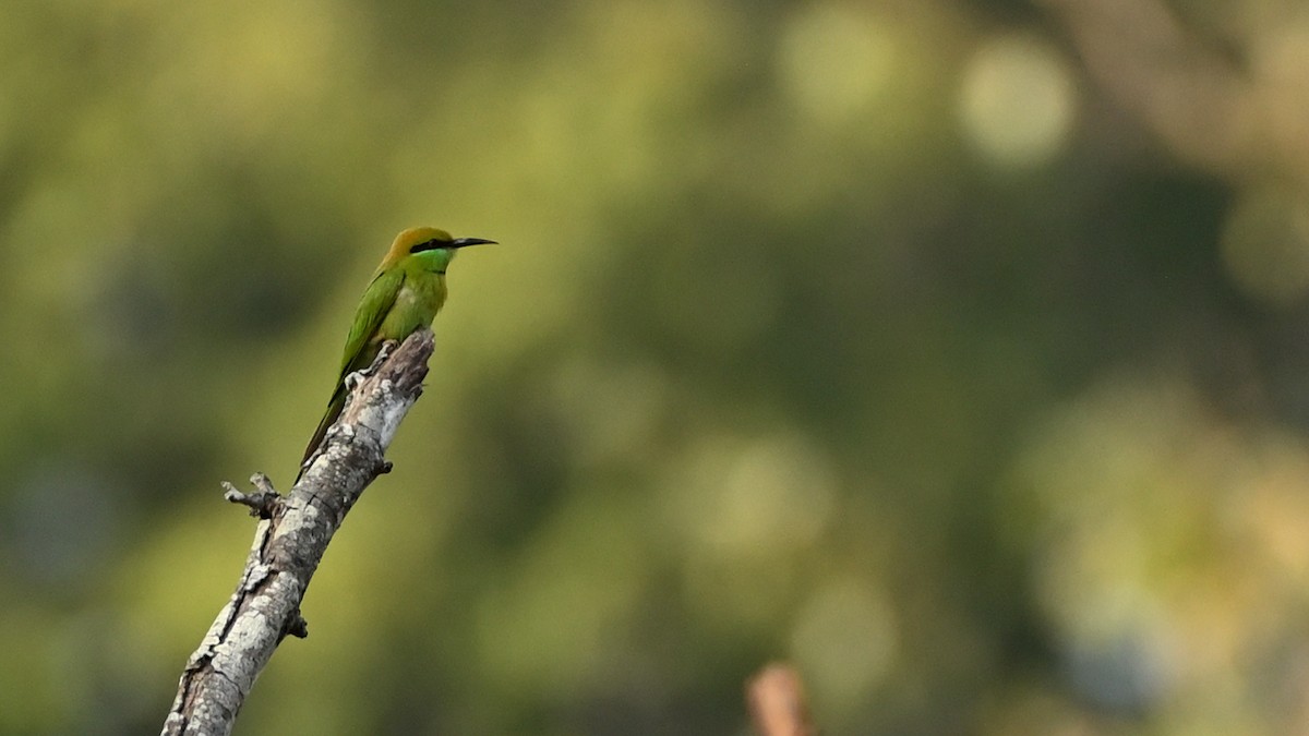 Asian Green Bee-eater - Arjun  Dev