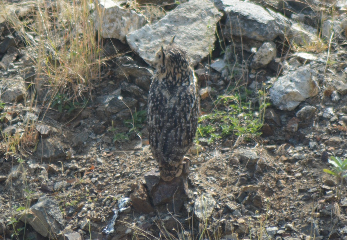 Rock Eagle-Owl - ML615167588