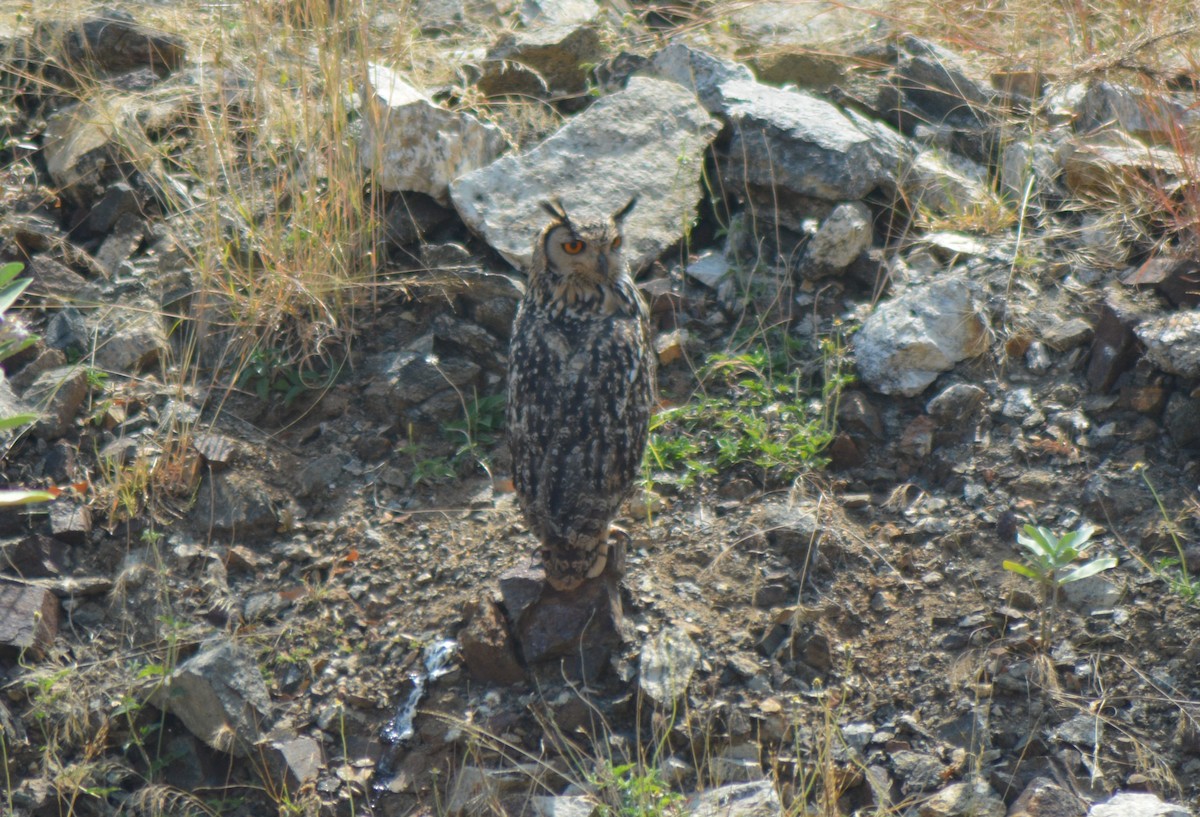 Rock Eagle-Owl - ML615167589