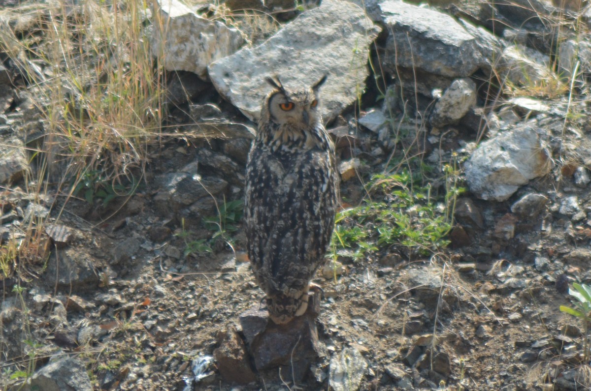 Rock Eagle-Owl - ML615167590