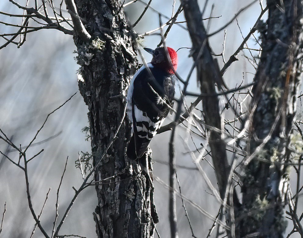 Red-headed Woodpecker - ML615167642
