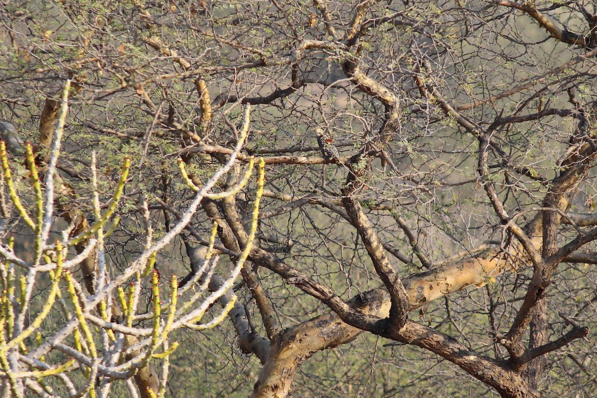 Yellow-crowned Woodpecker - ML615167645