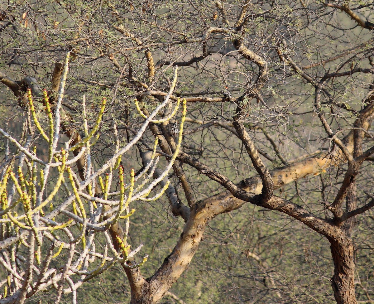 Yellow-crowned Woodpecker - ML615167646