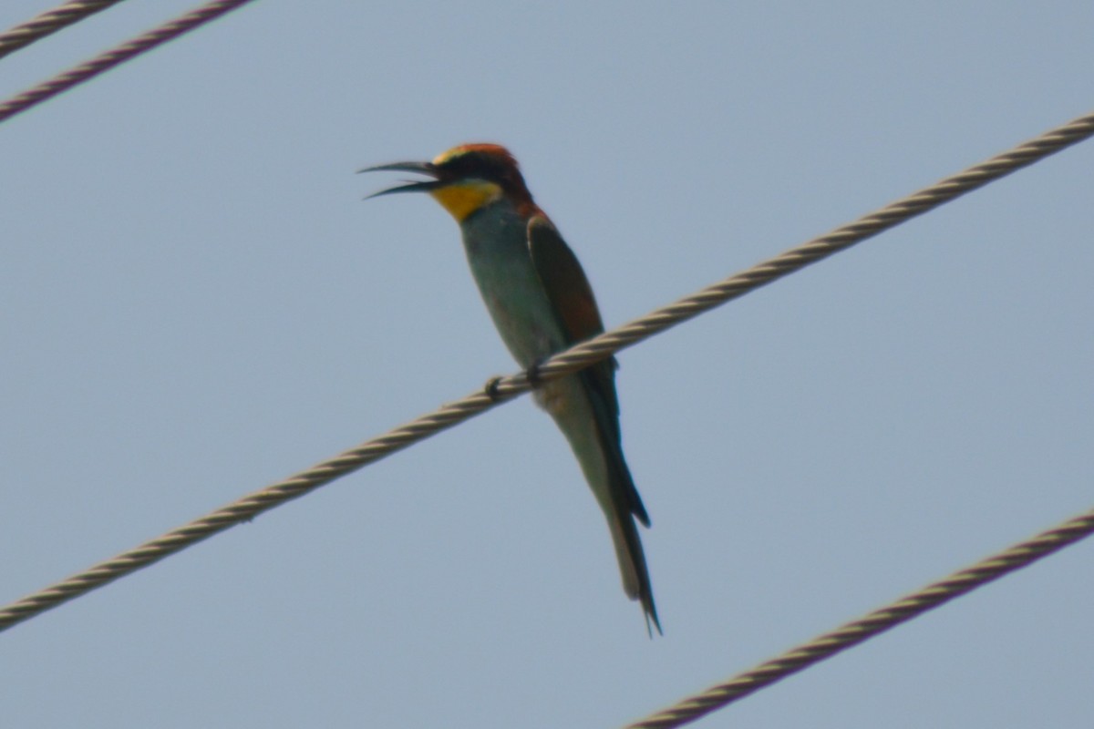 European Bee-eater - ML615167682
