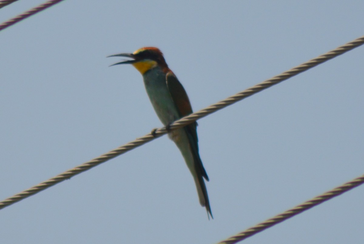 European Bee-eater - ML615167683