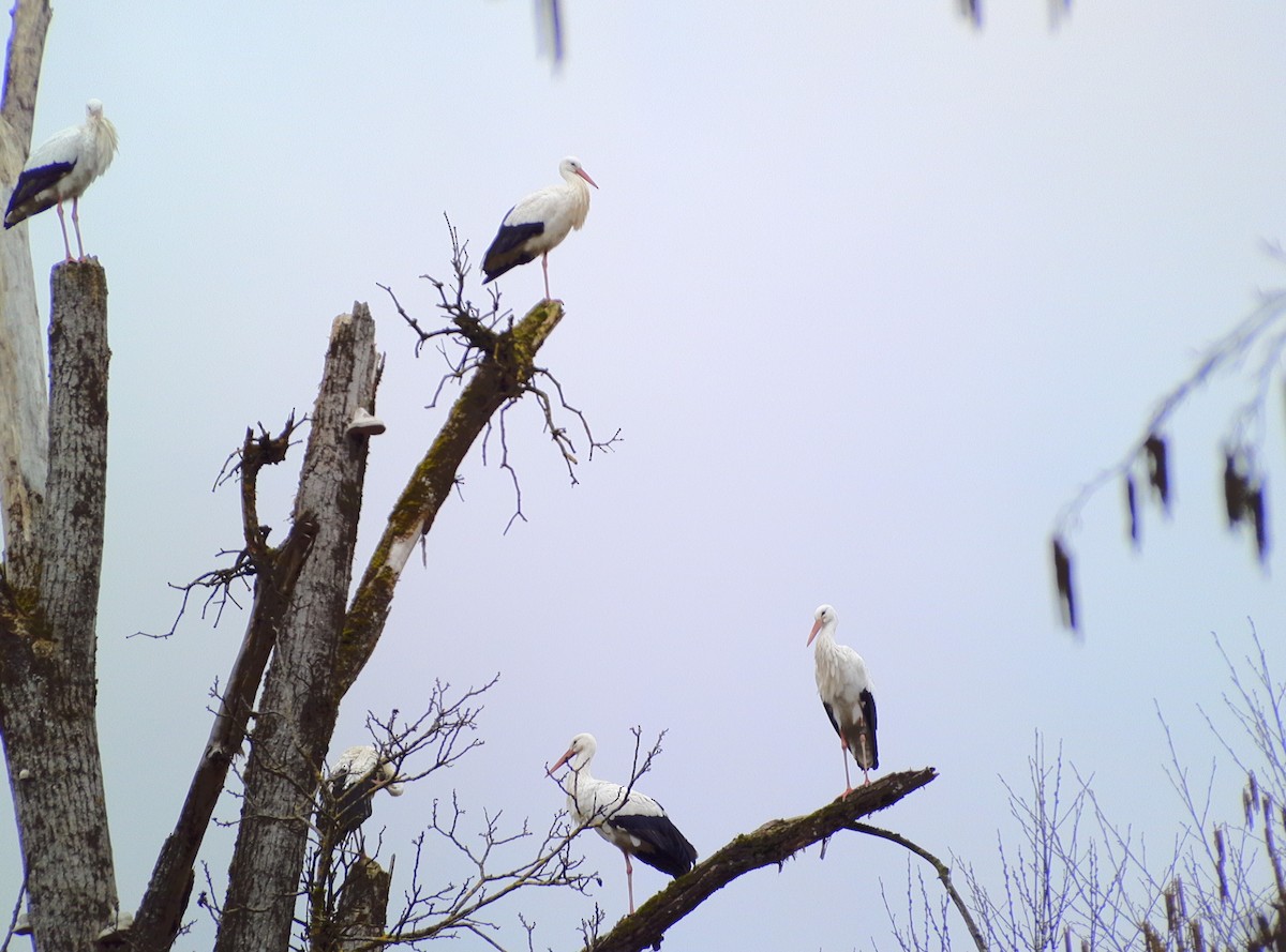 White Stork - ML615167724