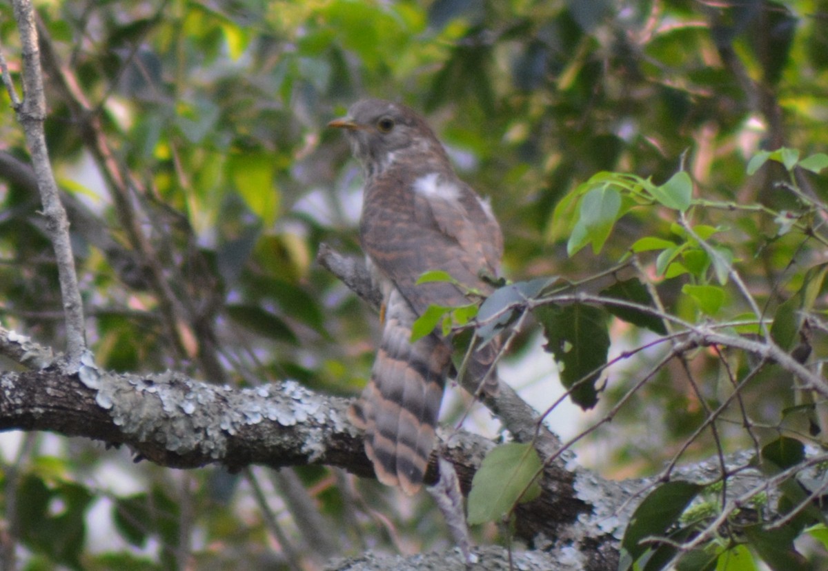 Common Hawk-Cuckoo - ML615167754