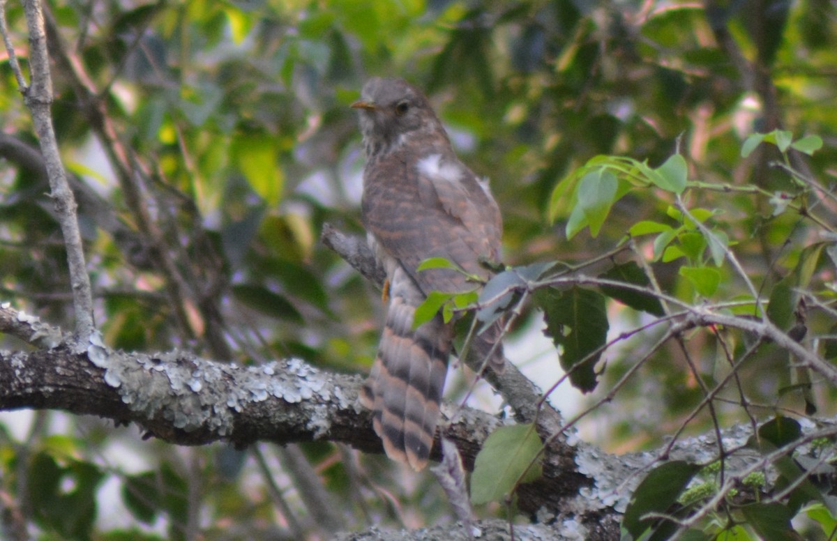Common Hawk-Cuckoo - ML615167755
