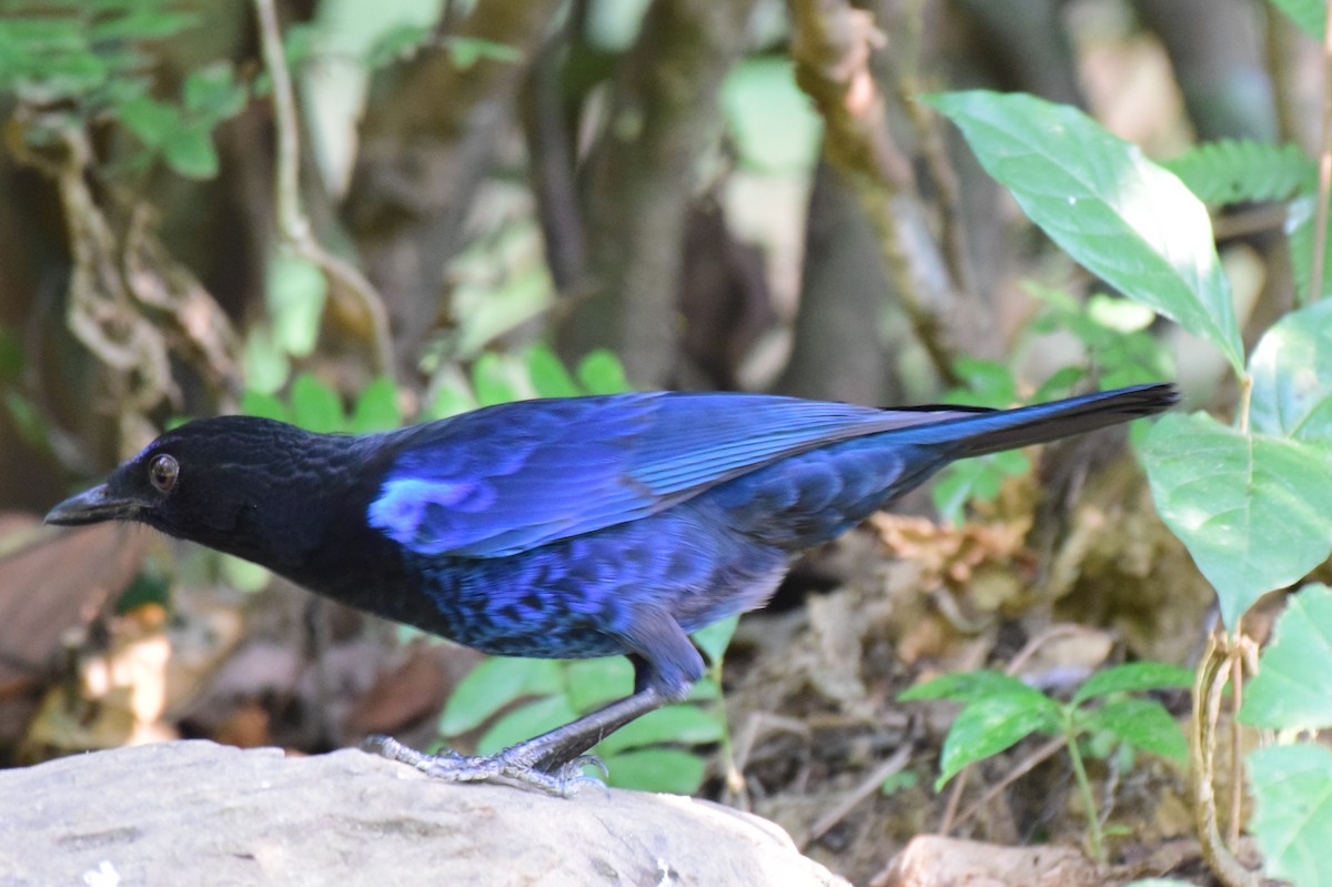 Малабарская синяя птица - ML615167770