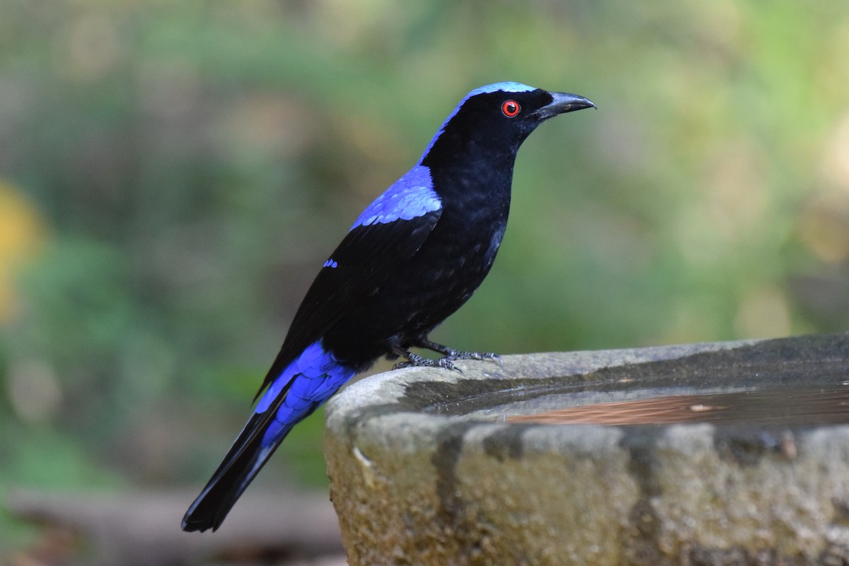 Asian Fairy-bluebird - ML615167778