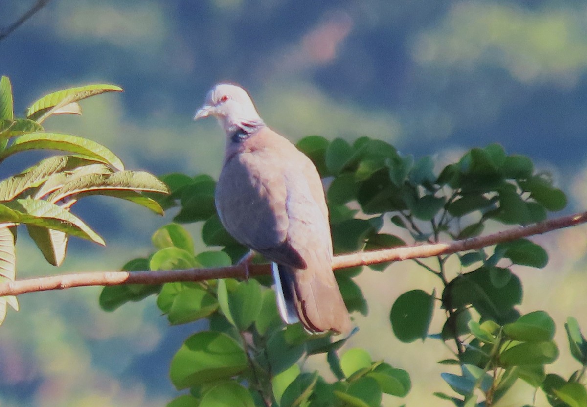 Philippine Collared-Dove - ML615167921
