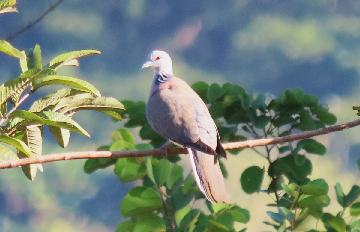 Philippine Collared-Dove - ML615167922