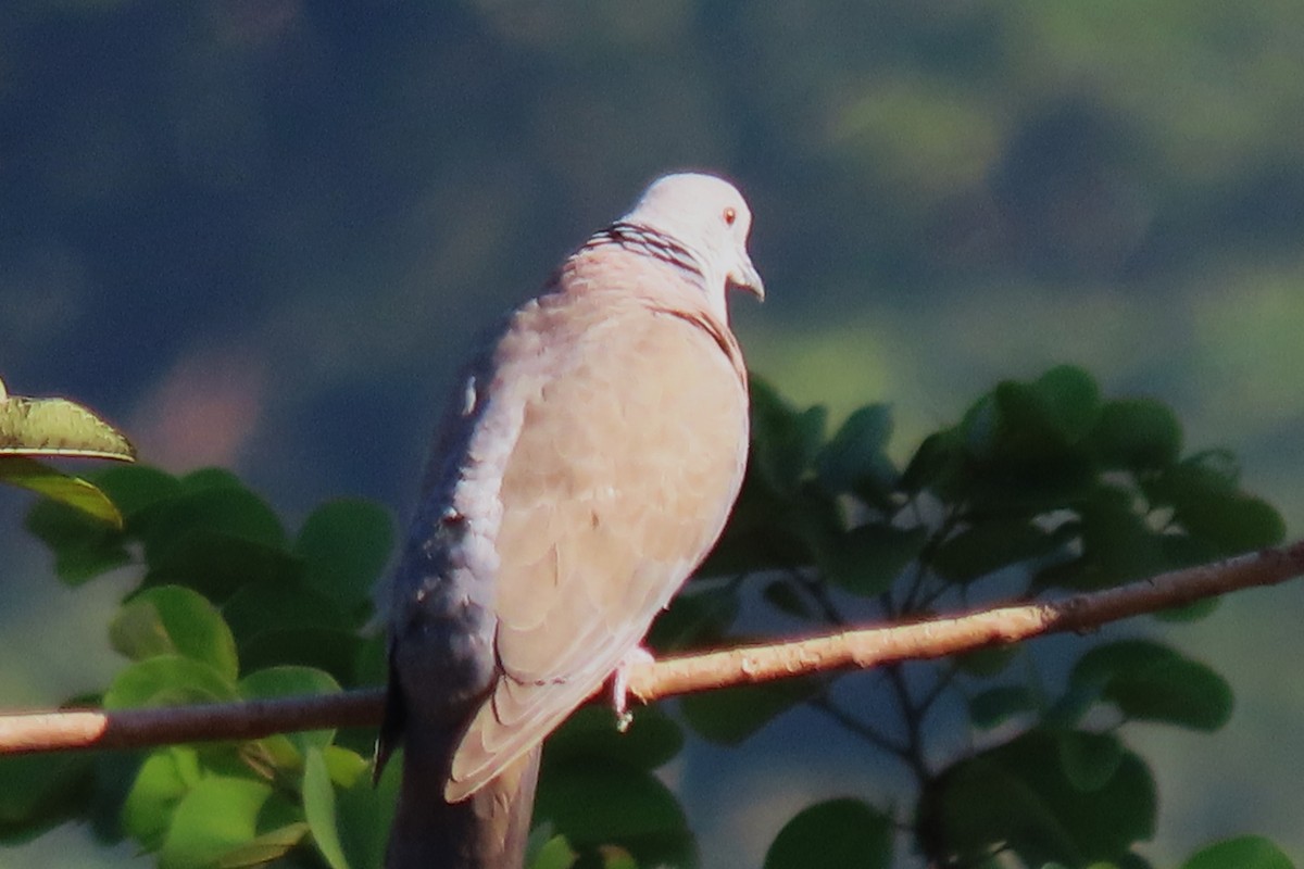 Philippine Collared-Dove - ML615167923