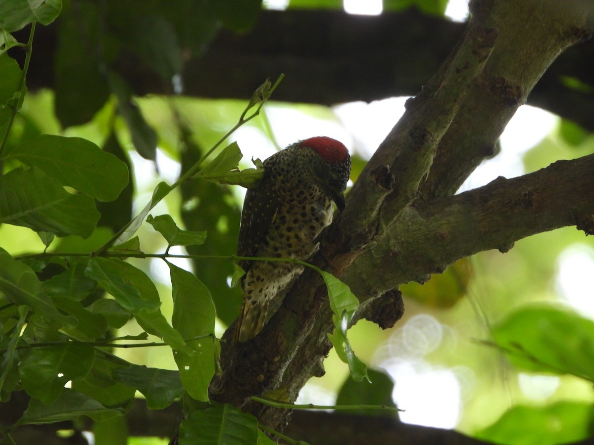 Green-backed Woodpecker - ML615167952