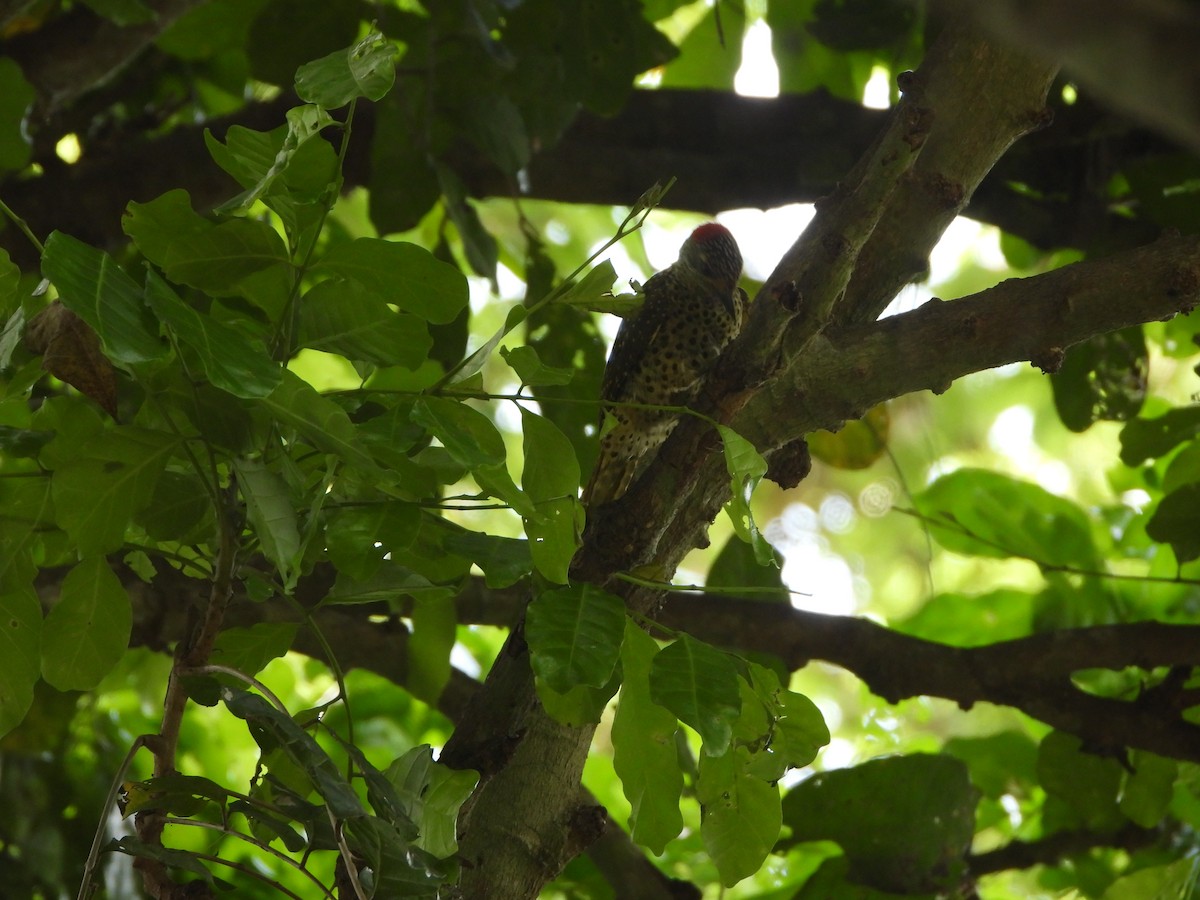 Green-backed Woodpecker - ML615167953