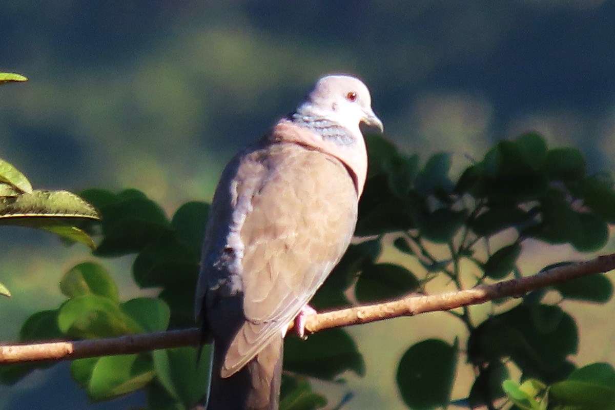 Philippine Collared-Dove - ML615167965