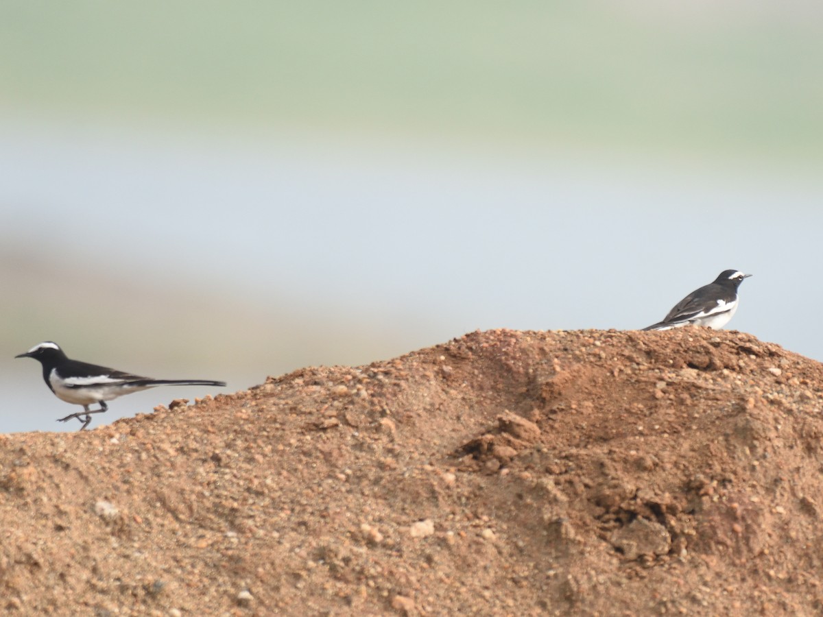 White-browed Wagtail - ML615168107
