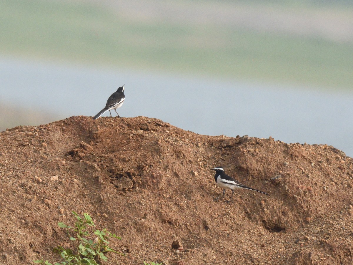White-browed Wagtail - ML615168108