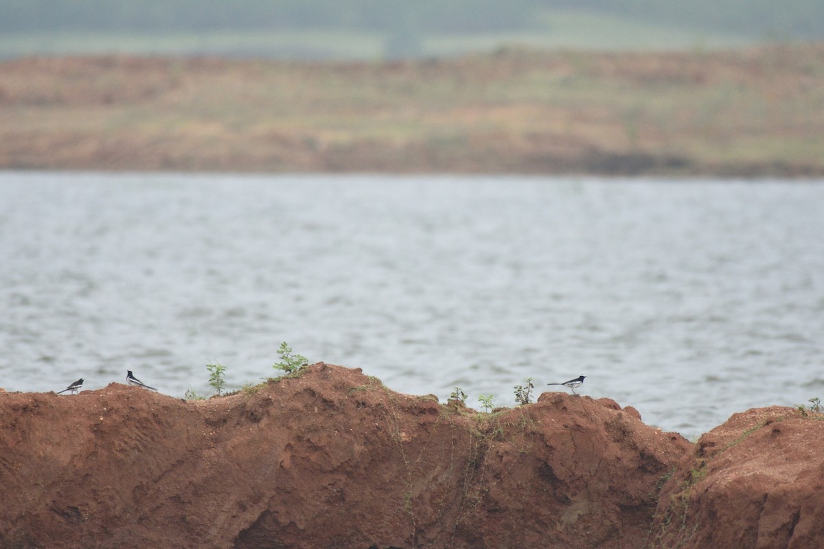 White-browed Wagtail - ML615168109
