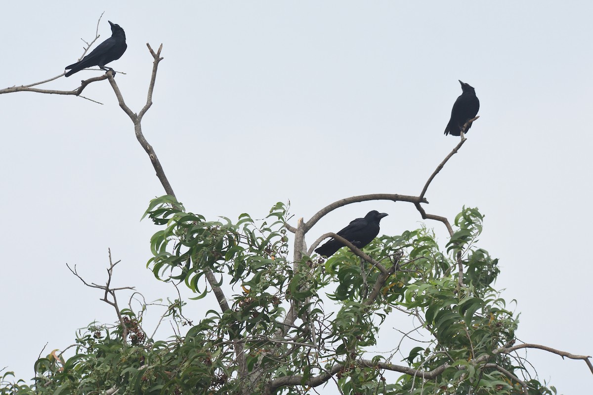 Large-billed Crow - ML615168137