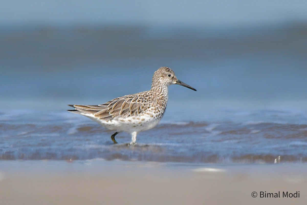 Great Knot - ML615168158