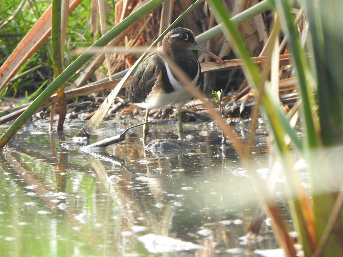 Greater Painted-Snipe - ML615168242