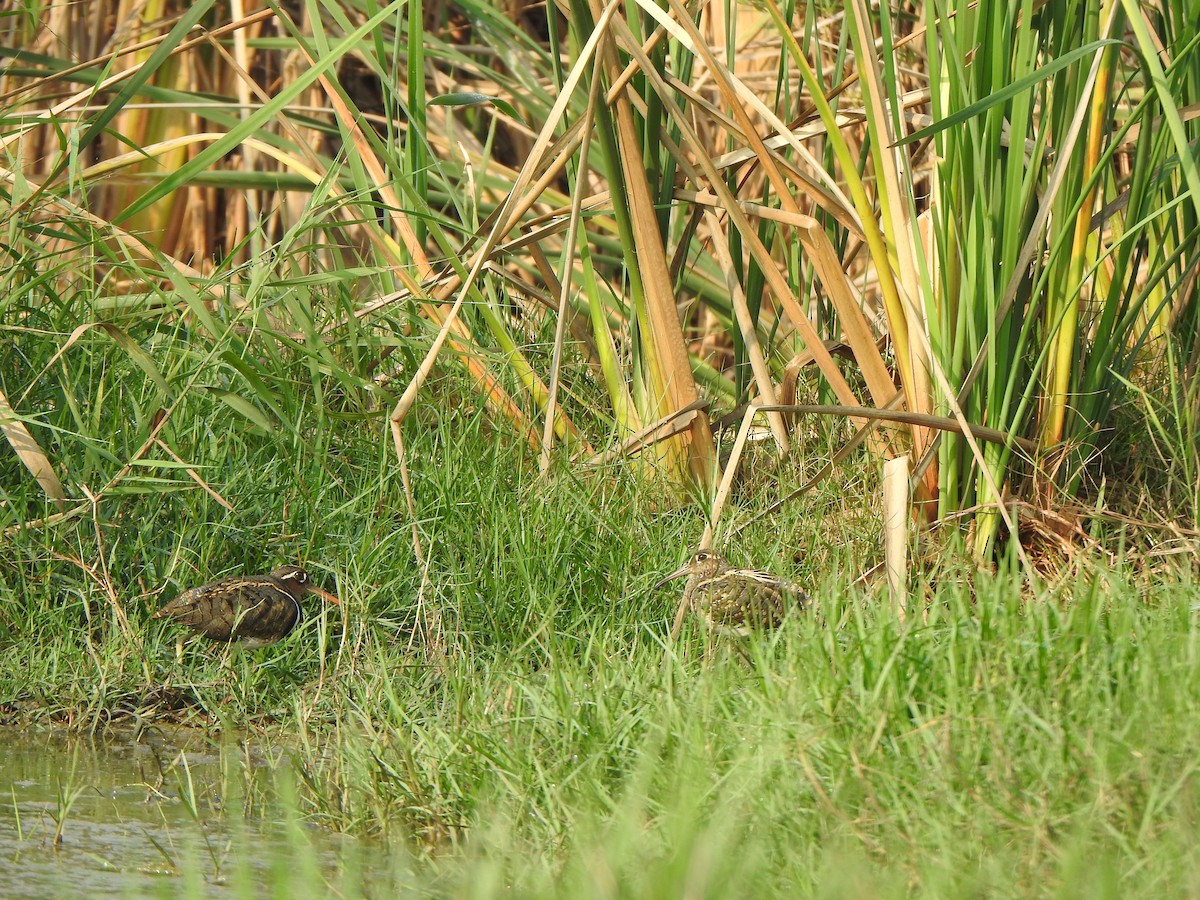 Greater Painted-Snipe - ML615168250