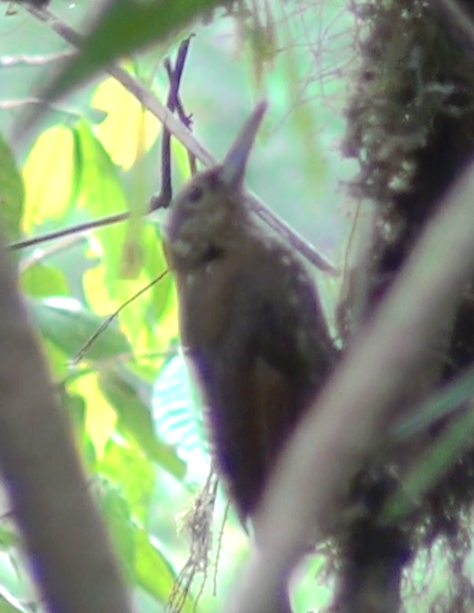 Spotted Woodcreeper - ML615168354