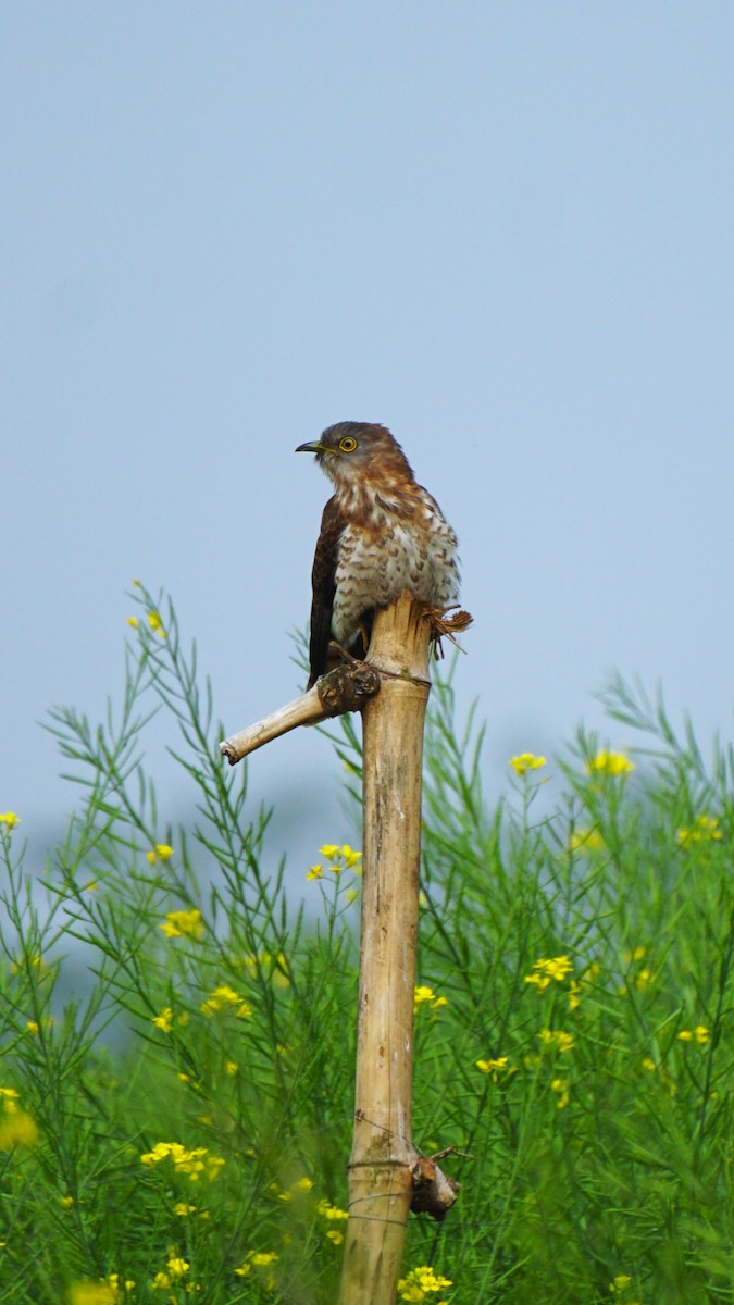 Common Hawk-Cuckoo - ML615168844