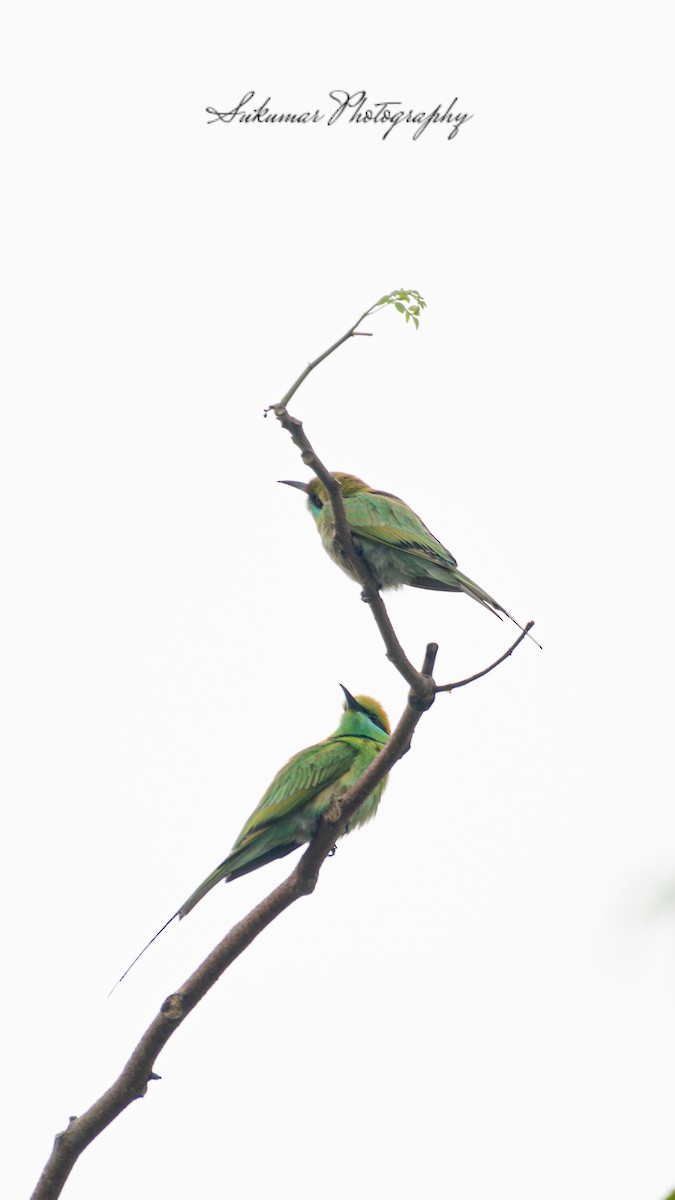 Asian Green Bee-eater - ML615168849
