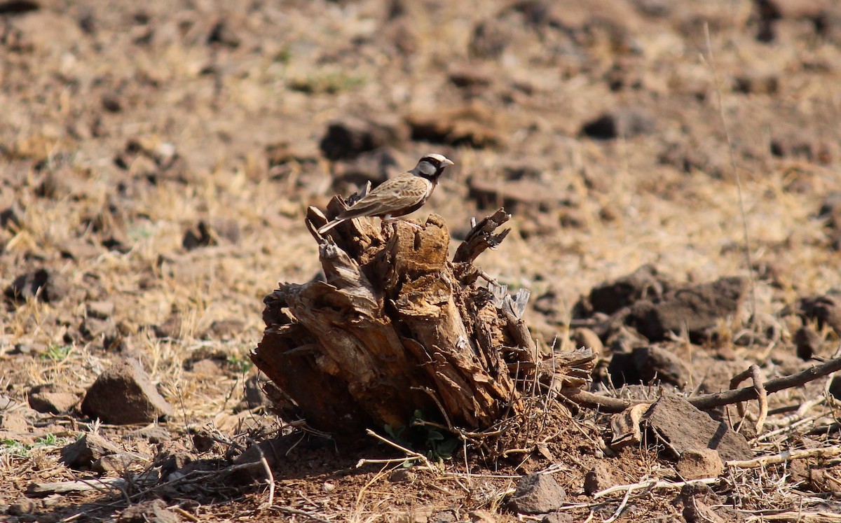 Ashy-crowned Sparrow-Lark - ML615168865