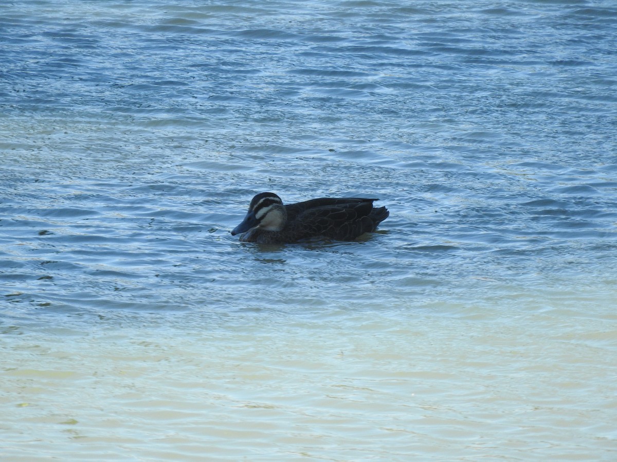 Pacific Black Duck - ML615168964