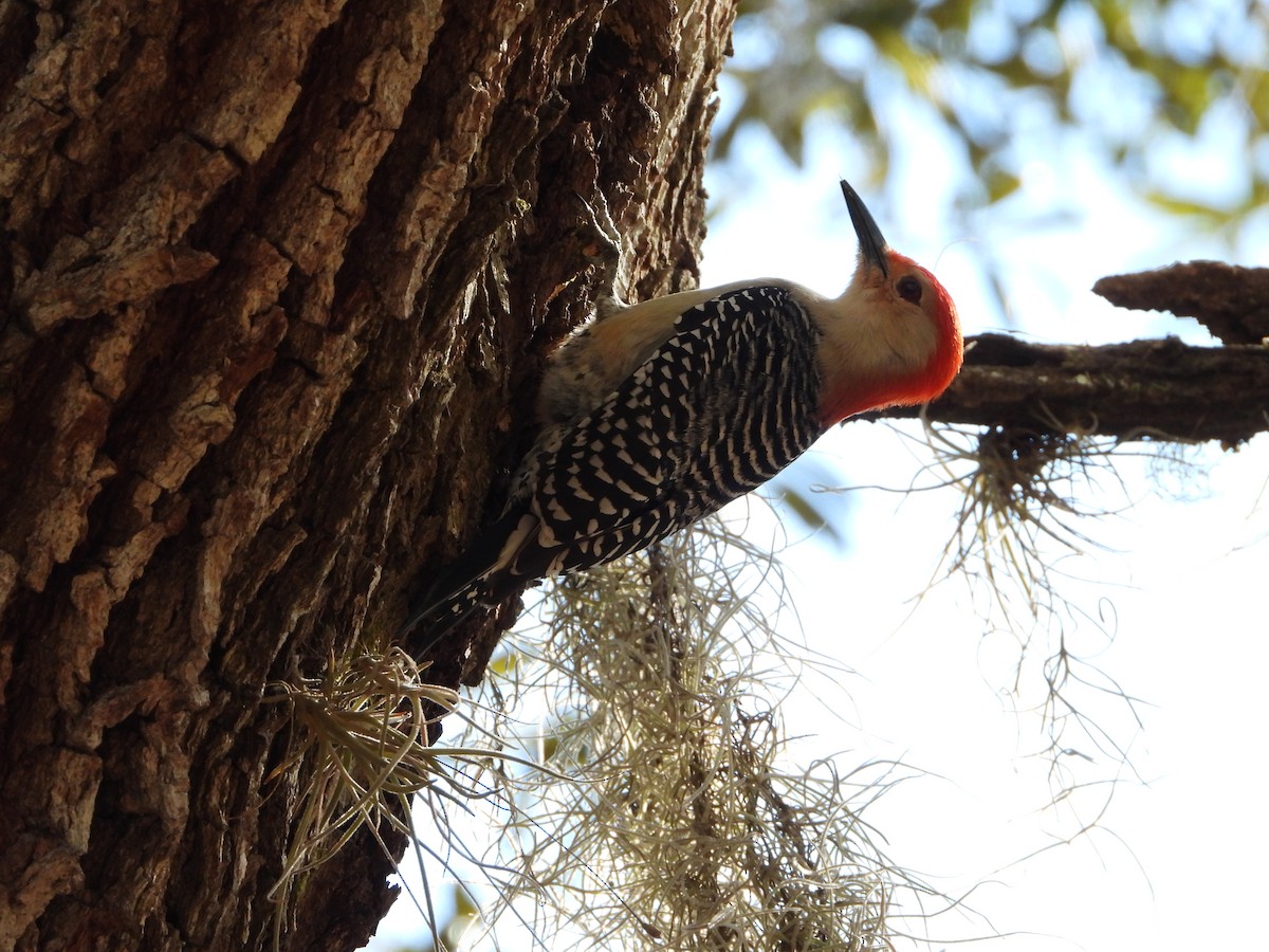 Red-bellied Woodpecker - ML615169609