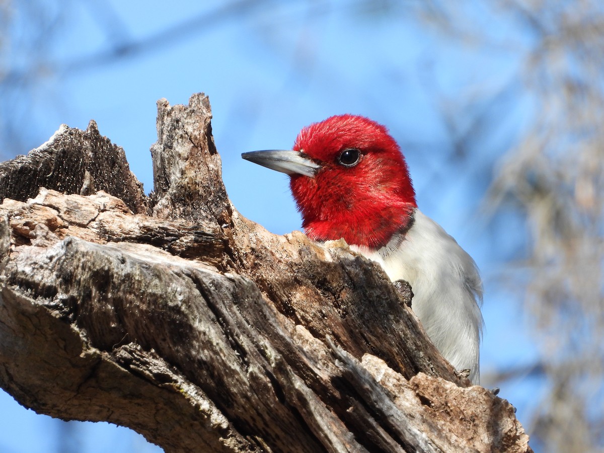 Red-headed Woodpecker - ML615169649