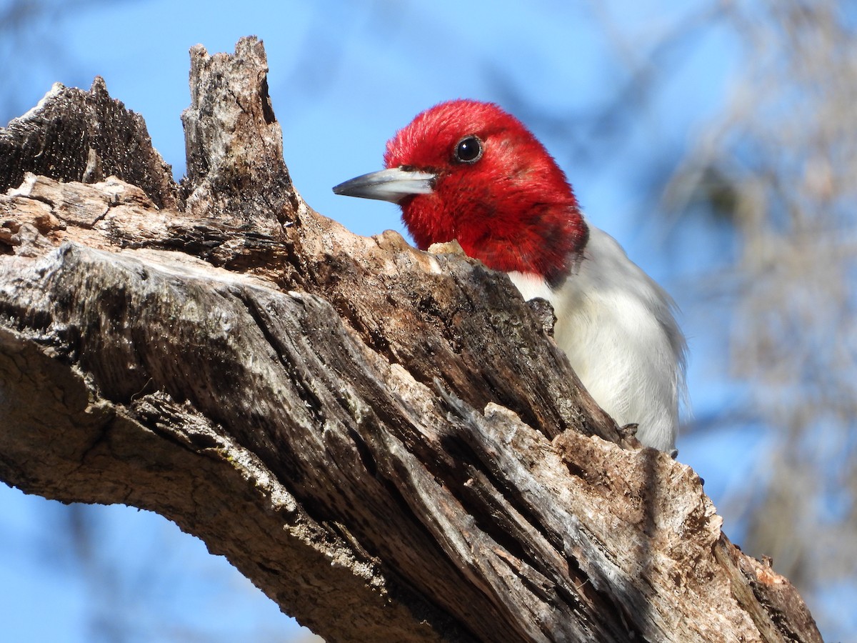 Red-headed Woodpecker - ML615169655