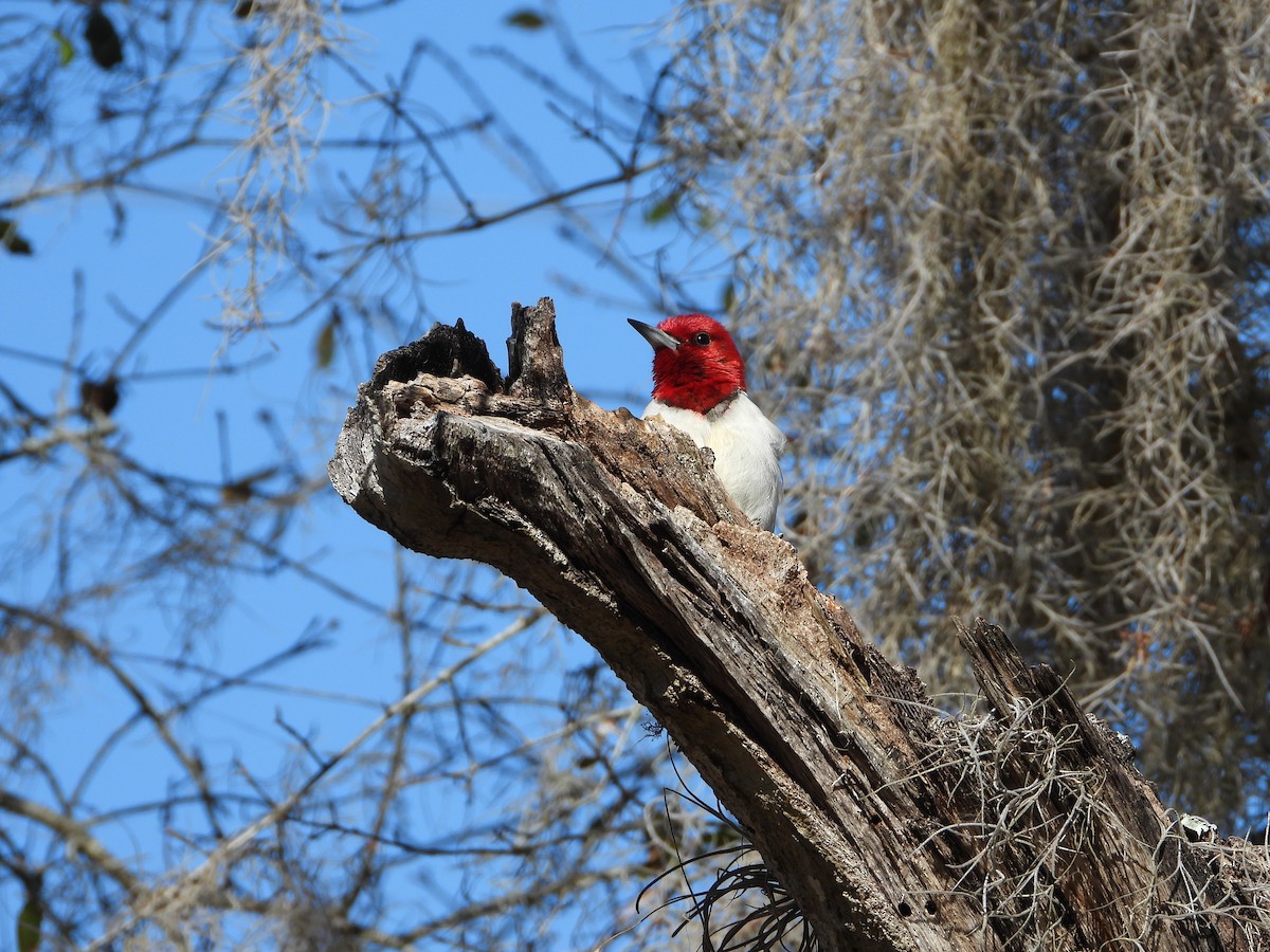 Red-headed Woodpecker - ML615169662
