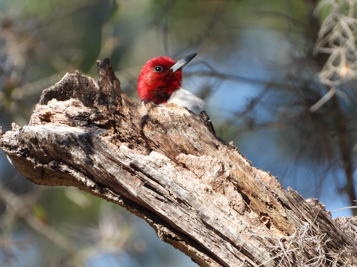 Red-headed Woodpecker - ML615169664