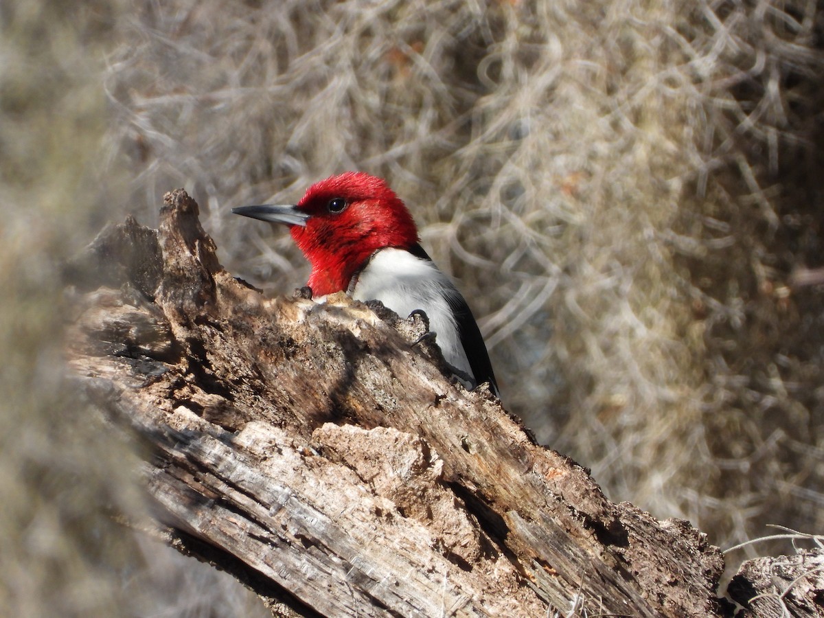 Red-headed Woodpecker - ML615169674