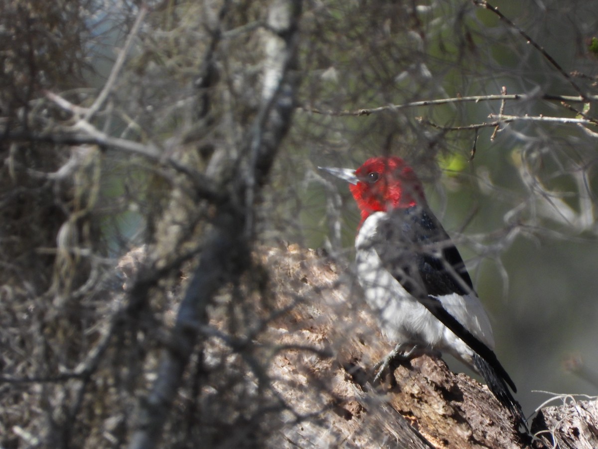 Red-headed Woodpecker - ML615169682