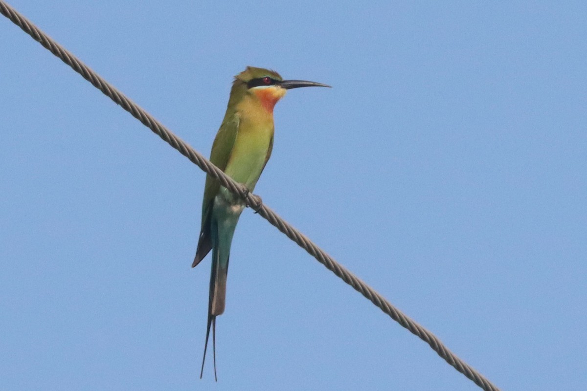 Blue-tailed Bee-eater - ML615169781