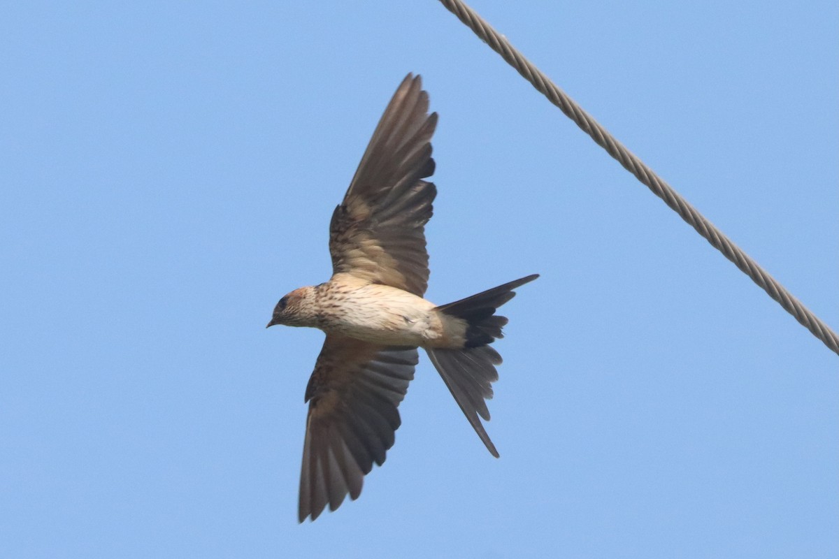 Red-rumped Swallow - ML615169794