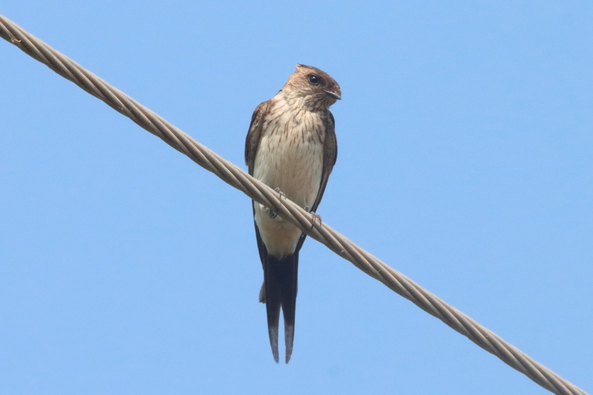 Red-rumped Swallow - ML615169796