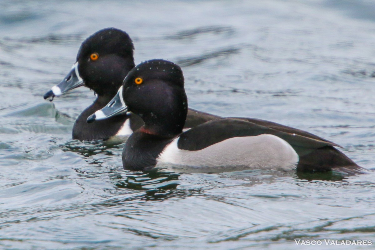 Ring-necked Duck - ML615169998