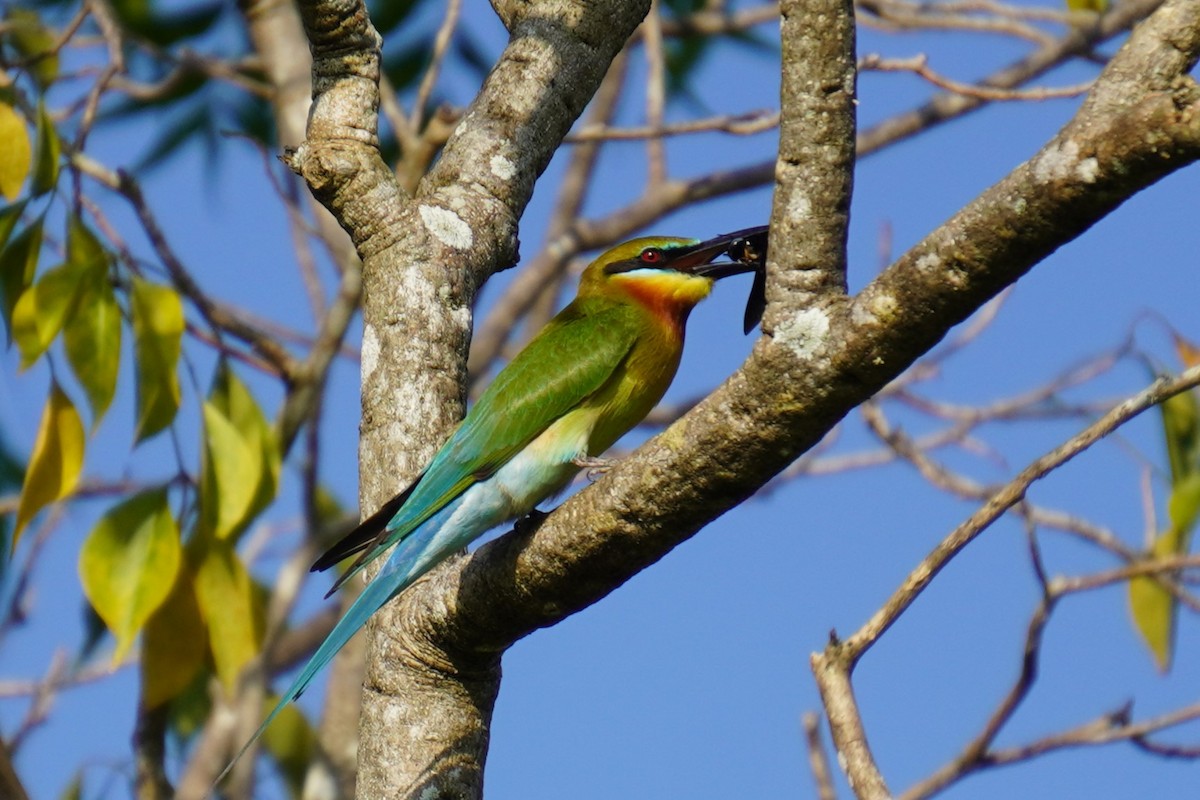 Blue-tailed Bee-eater - ML615170024
