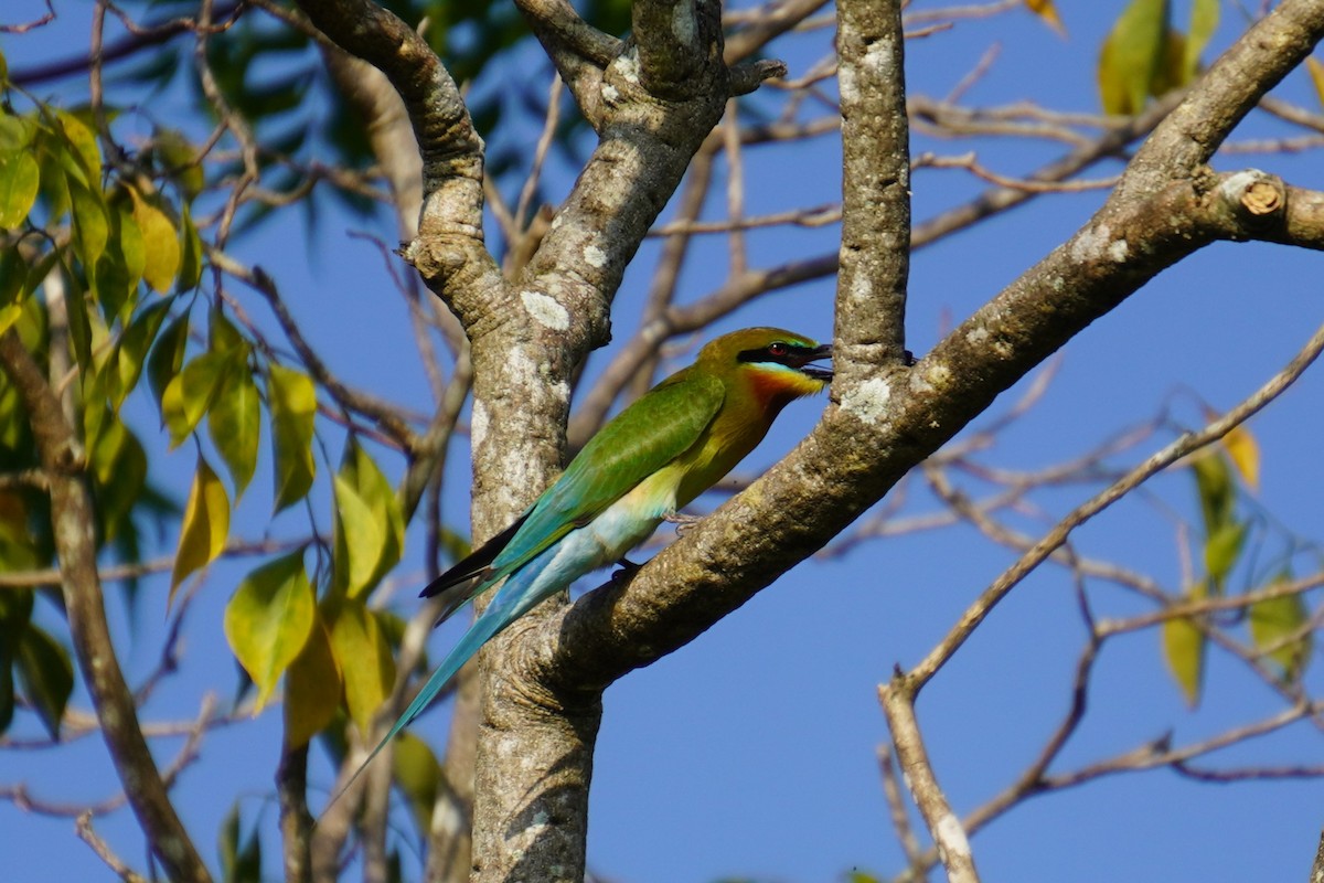 Blue-tailed Bee-eater - ML615170026
