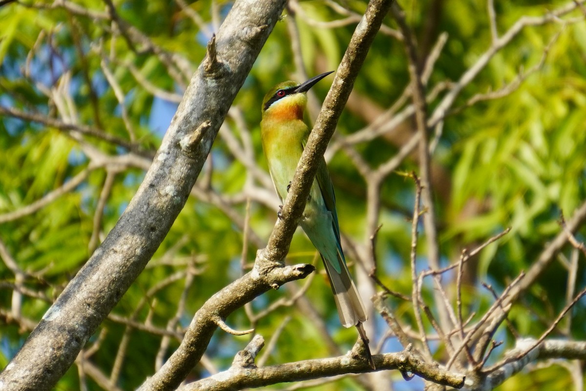 Blue-tailed Bee-eater - ML615170028